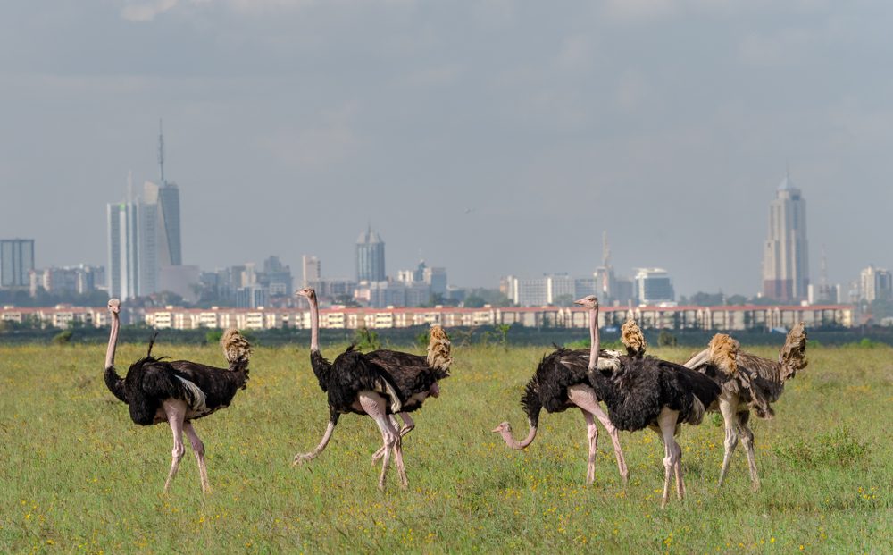 Nairobi National Park