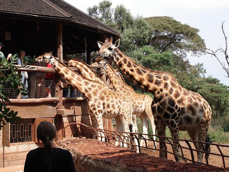 Nairobi National Park