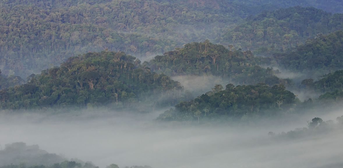 Nyungwe Forest