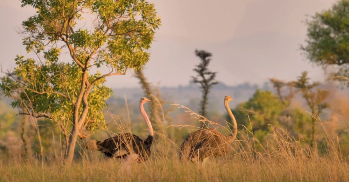 Pian Upe Wildlife Reserve