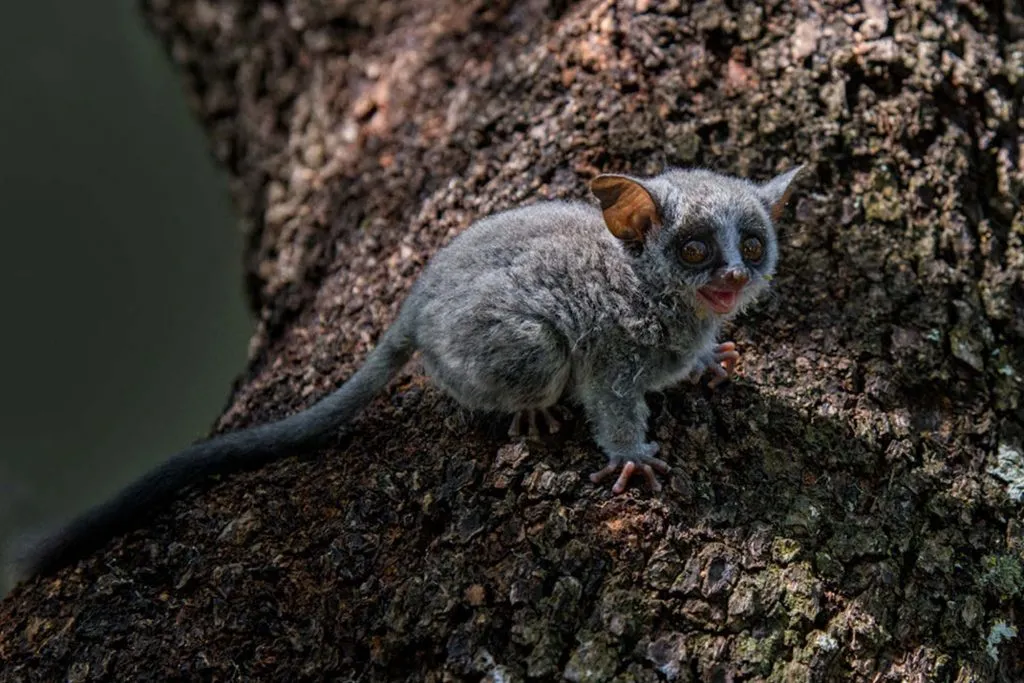 Primates in Uganda