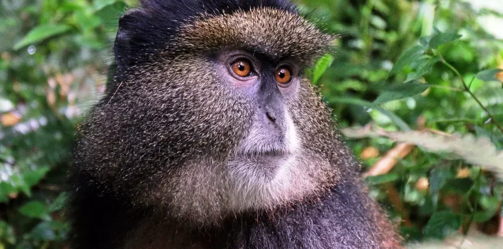 6 Days Rwanda Gorilla, Community & Conservation Safari