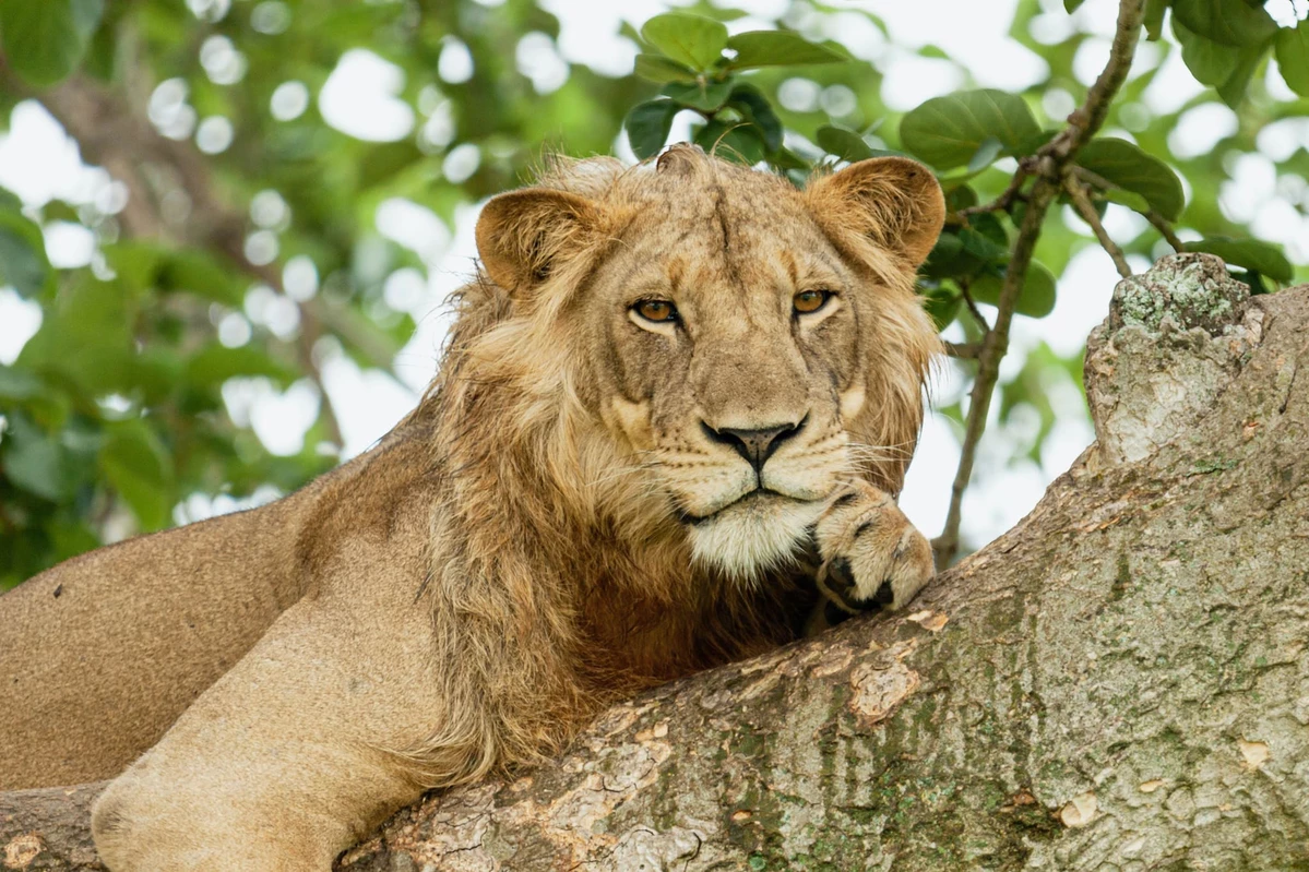 Queen Elizabeth National Park In Uganda