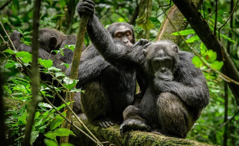 best places to see chimpanzees in Uganda