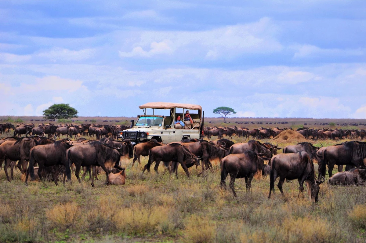 Best wildebeest migration safari packages and Tours 2024