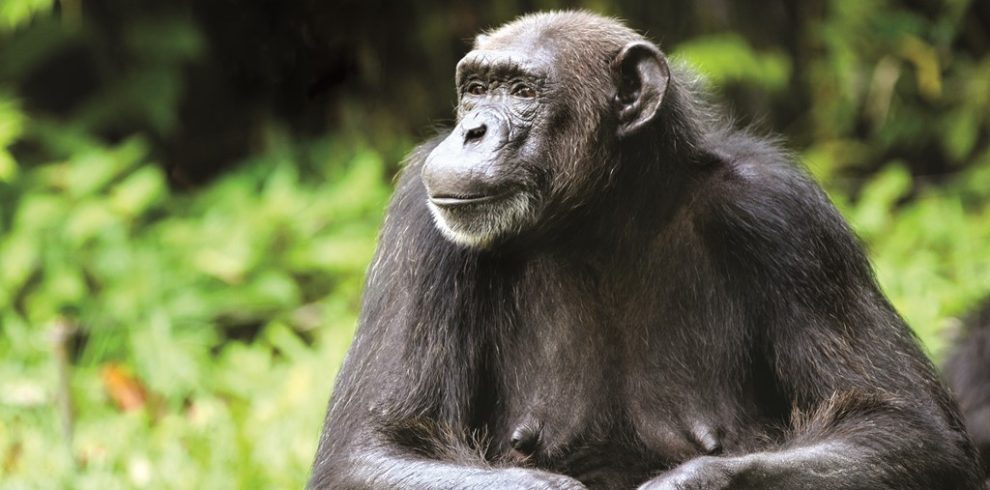 Chimpanzee trekking in Budongo Forest