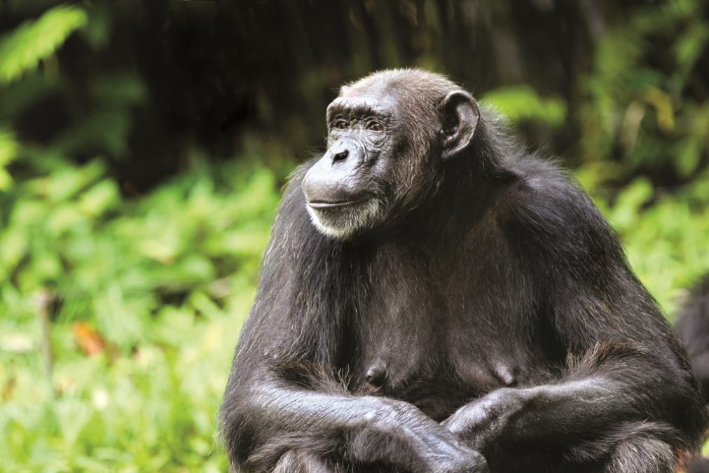Chimpanzee trekking in Budongo Forest