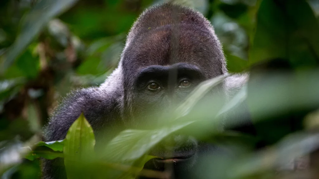 gorilla vs chimpanzee