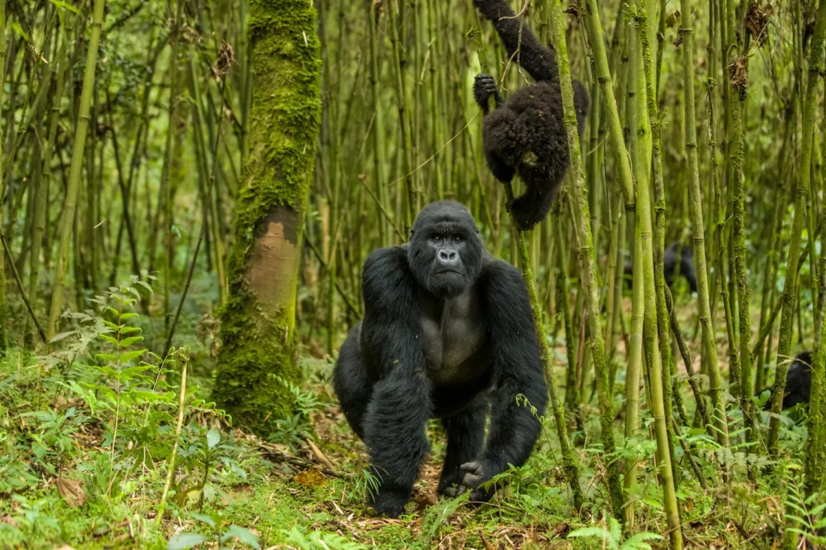 Gorilla vs chimpanzee