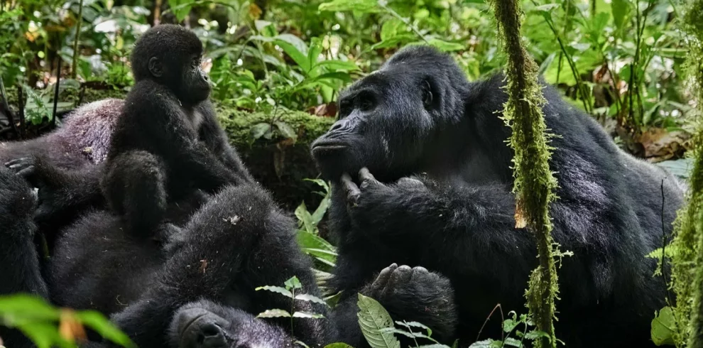 Bwindi Impenetrable National Park