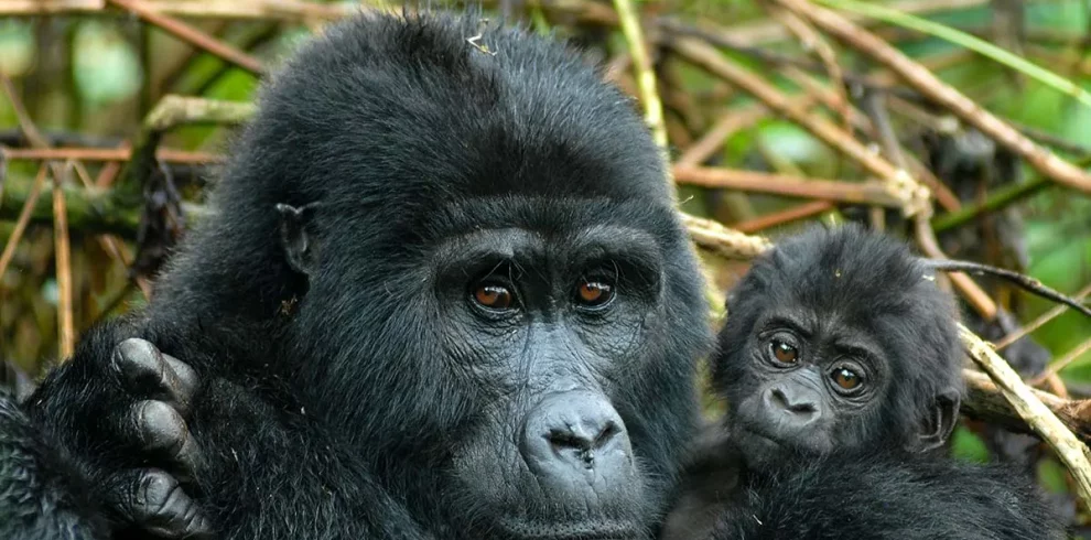 4 Days Affordable Rwanda Gorilla Safari