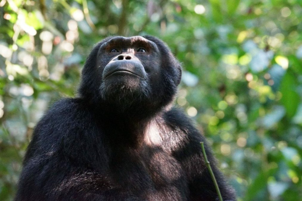 Kibale Forest National Park