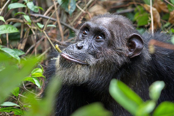 Gorilla vs Chimpanzee