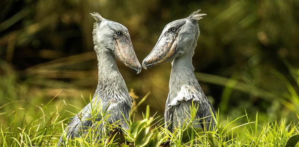 Murchison Falls National Park