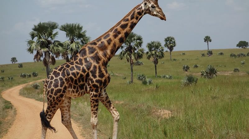 Murchison Falls location