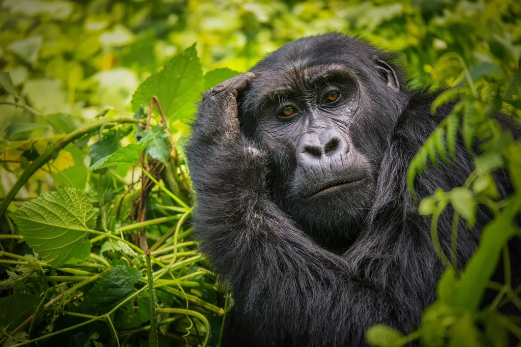 Rwanda gorilla trek