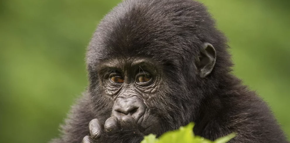 Rwanda Safaris: Gorilla Trekking Tours 2024-2025