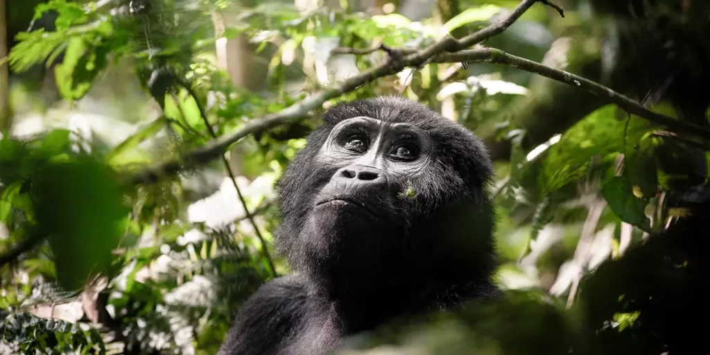 cheapest way to see gorillas in Uganda