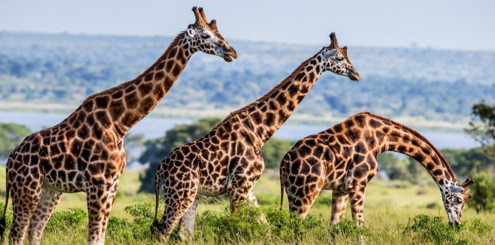 animals in Murchison Falls