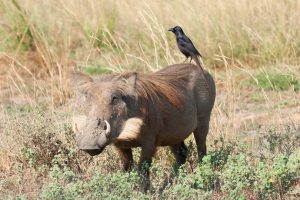 5 Days Uganda Safari with Jinja Extension