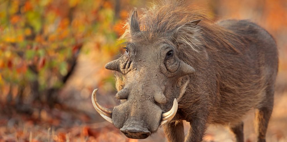 animals in Murchison Falls