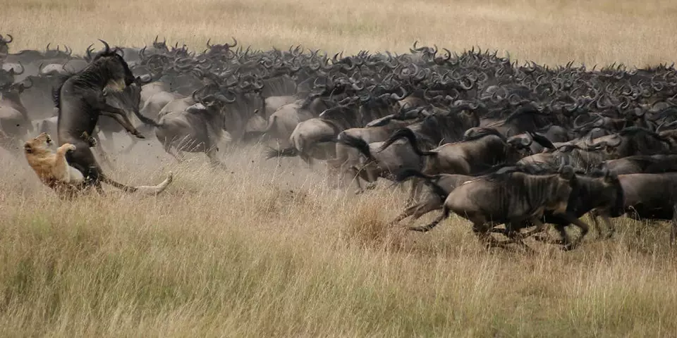 Tanzania national parks