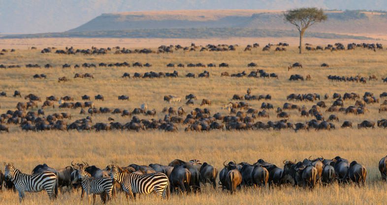 wildebeest migration safari packages 1