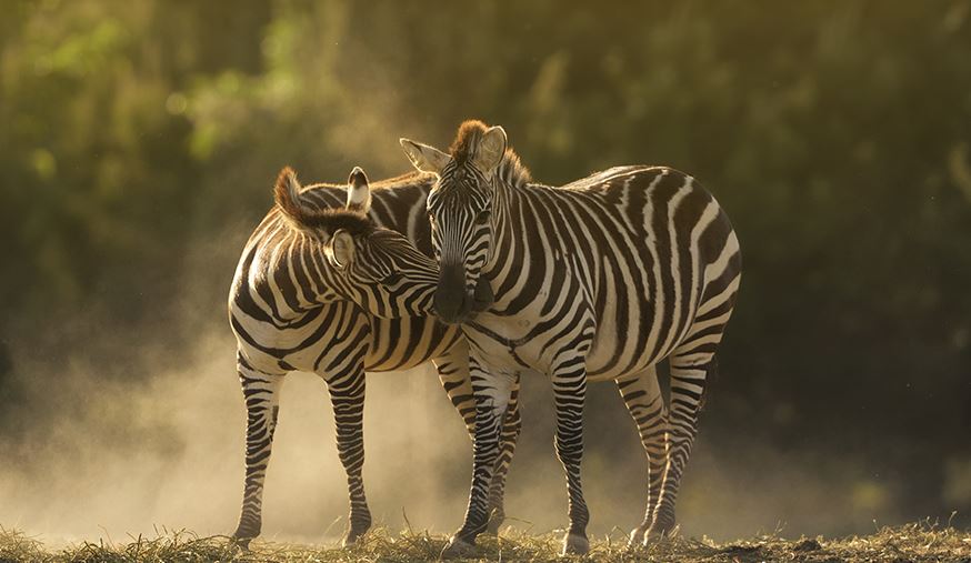 wildlife in Kidepo