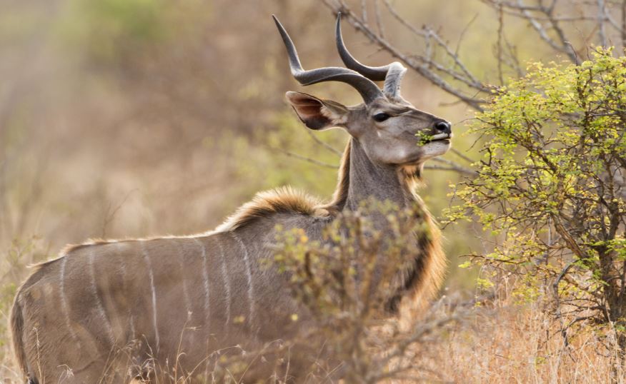 wildlife in Kidepo