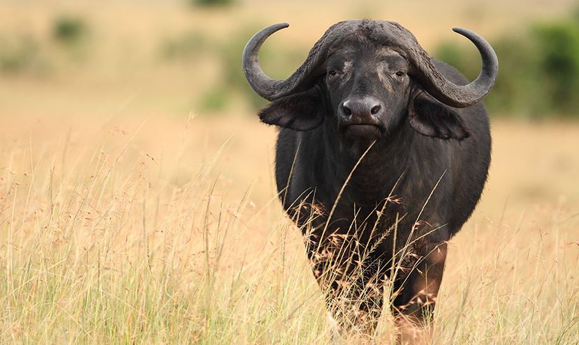 wildlife in Kidepo