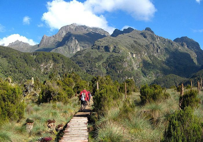 6-Day Rwenzori Trek To Weismann Peak