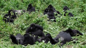 gorilla families in Uganda