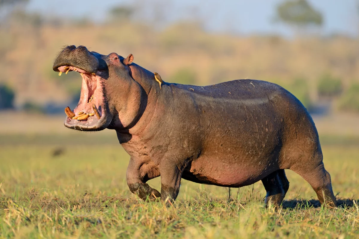 Hippos in Uganda