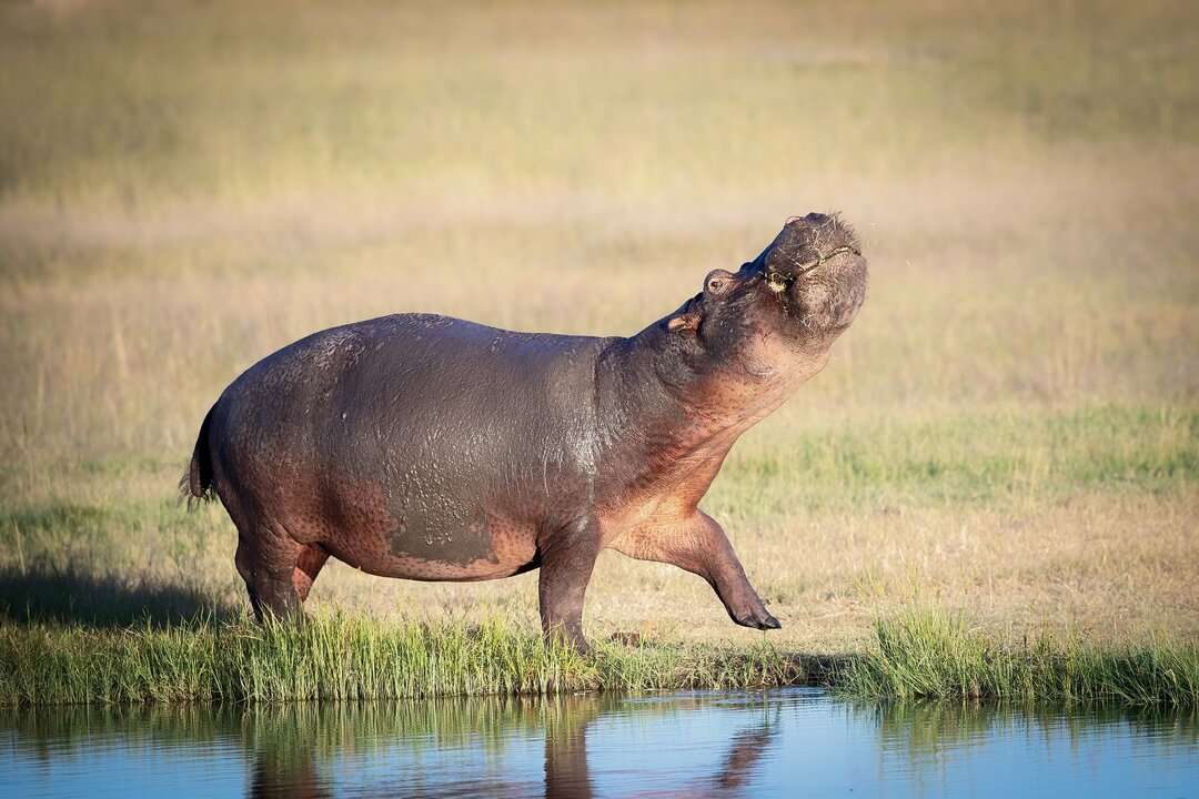 Hippos in Uganda