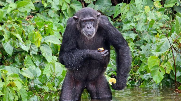 Ngamba Island Chimpanzee Sanctuary
