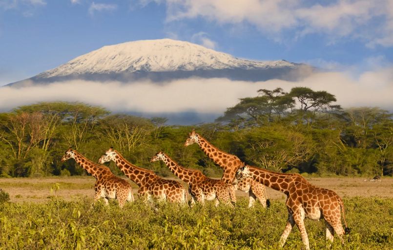 Tanzania National Parks