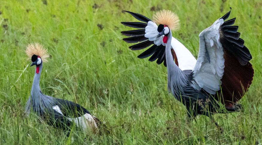 Uganda birding tours