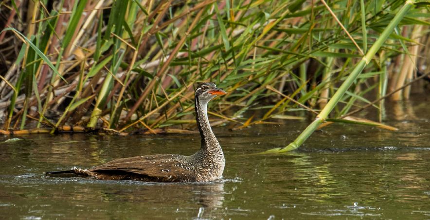 Uganda birding tours