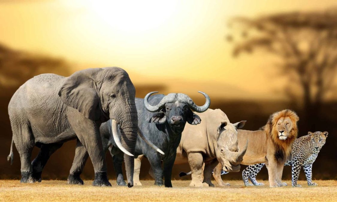 African big five animals
