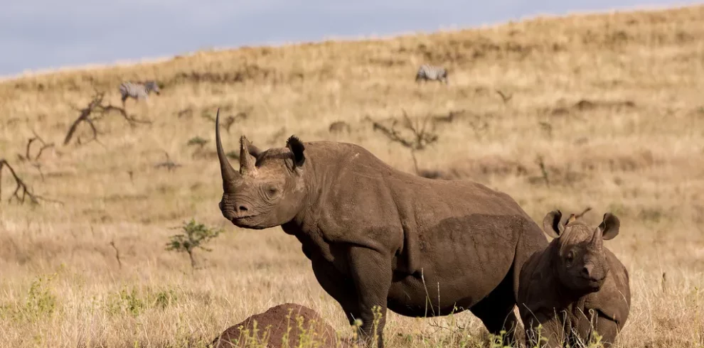 African big 5 animals