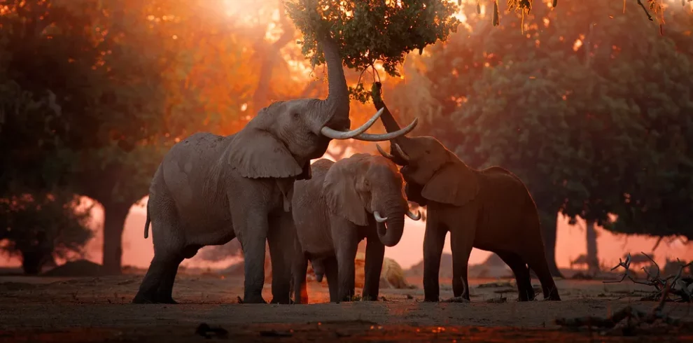 African big 5 animals
