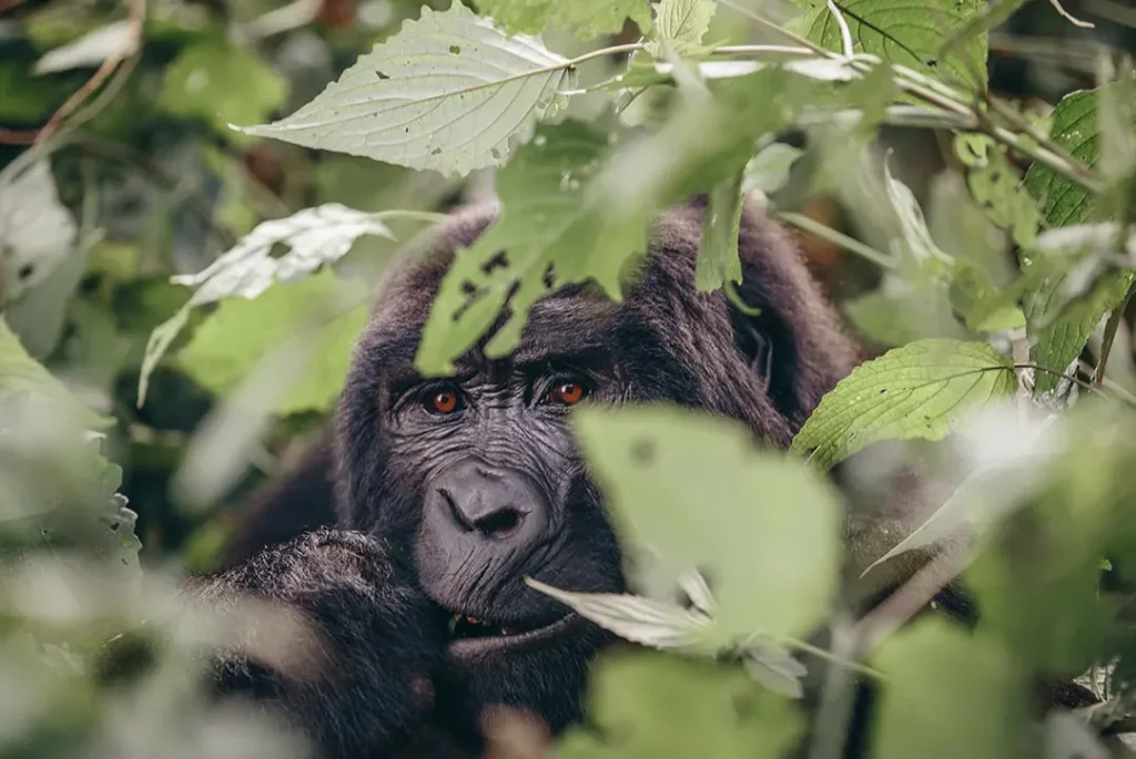 Best Zambia Safaris, Trips, And Tours 13 Days Uganda, Zambia and Botswana safari with gorillas and Victoria Falls
