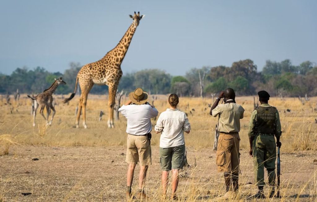 Best Zambia Safaris, Trips, And Tours 8 Days Zambia walking safari in South Luangwa