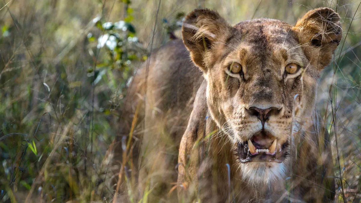 9 Days Zimbabwe Safari