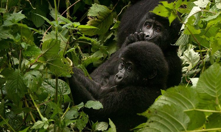 Gorilla Families In Uganda