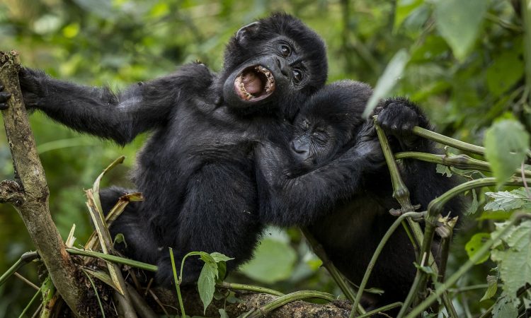 Gorilla Families In Uganda