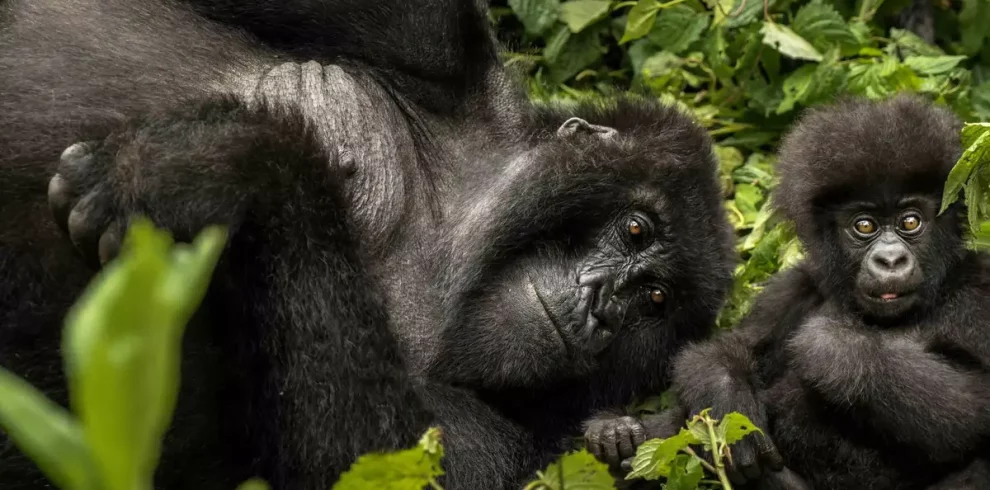 Rwanda gorilla trekking tours