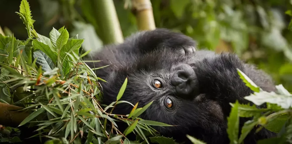 Gorilla Trekking Rwanda Vs Uganda
