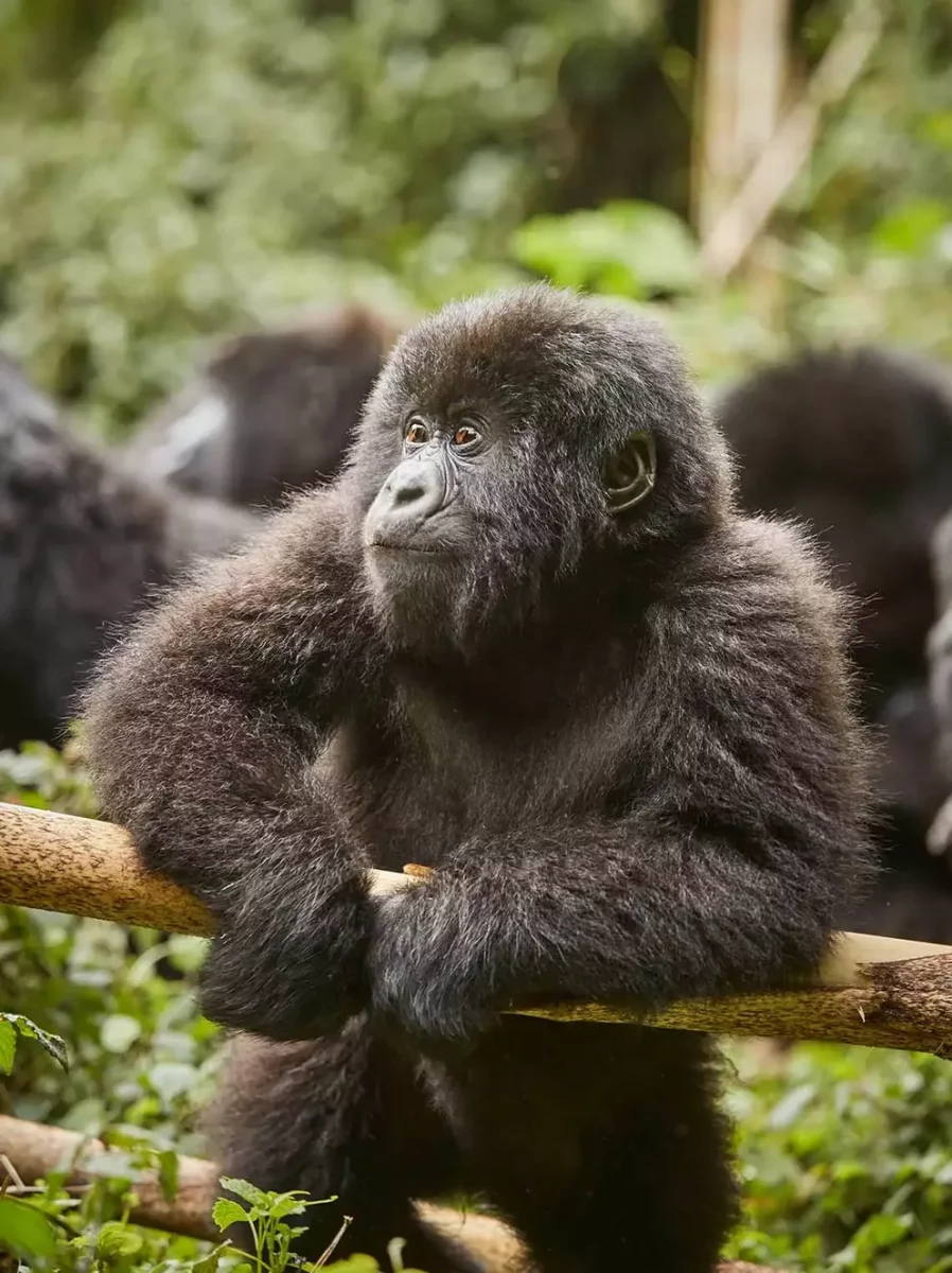 Gorilla Trekking Permit Rwanda