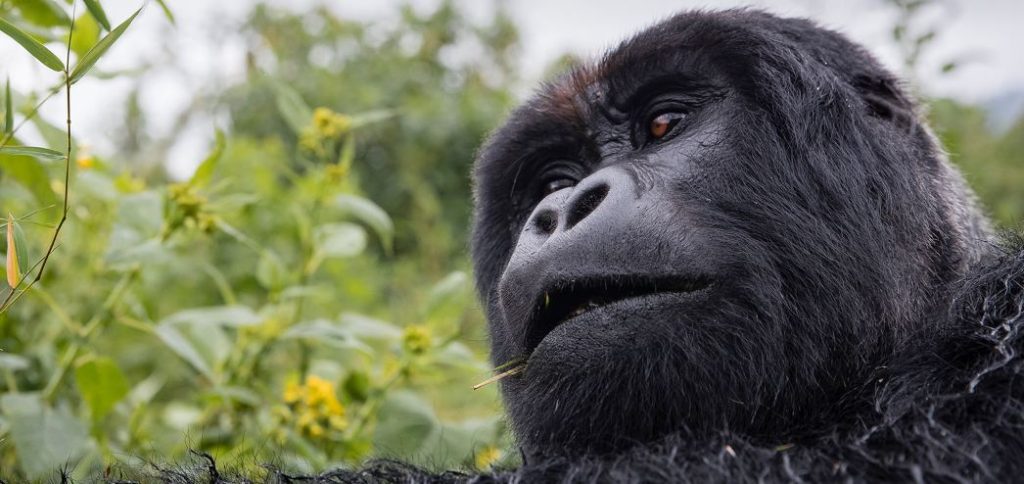 Gorilla Trekking Permit Rwanda